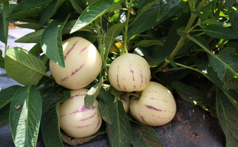 人参果种植技术视频