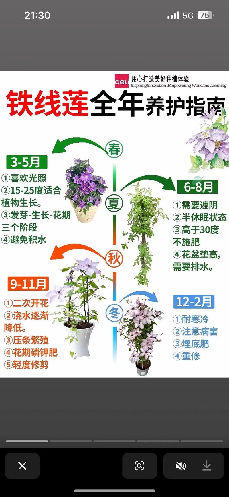 铁线莲种植方法