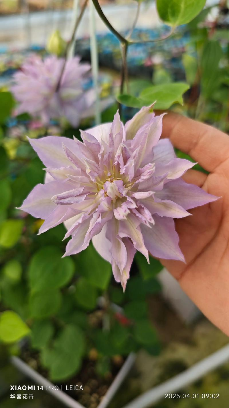 铁线莲种植方法