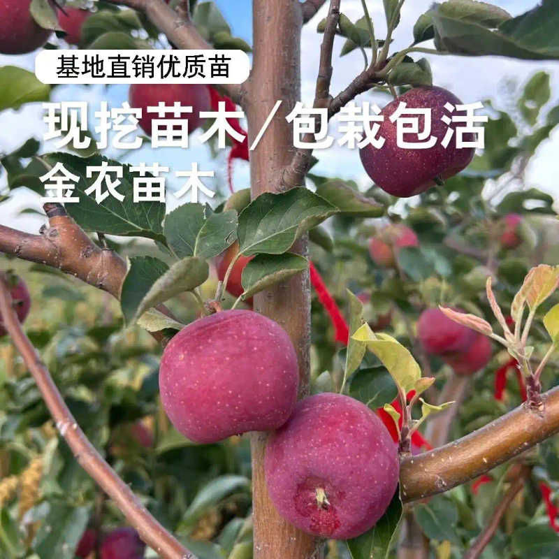 庭院种植新潮流来袭！这些耐寒苹果树苗究竟有何独特魅力，能让南方与北方果农都为之疯狂，纷纷争相抢购？答案等你探寻！