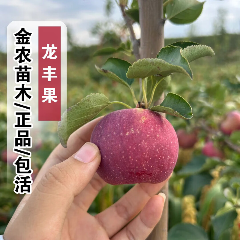 适合北方种植新品种果树