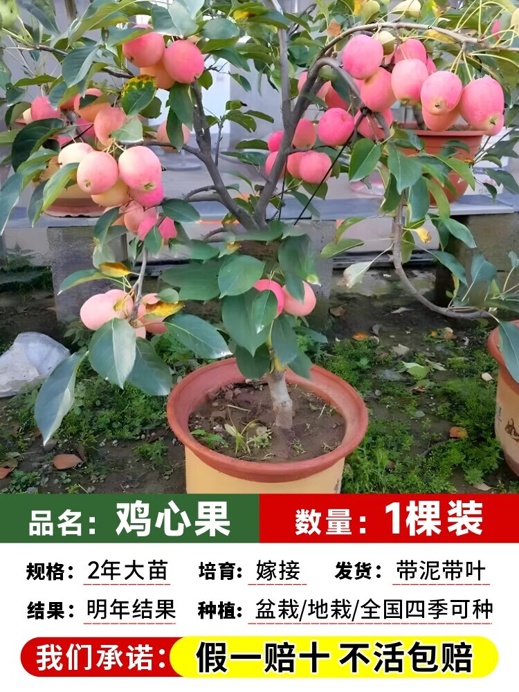 适合北方种植新品种果树