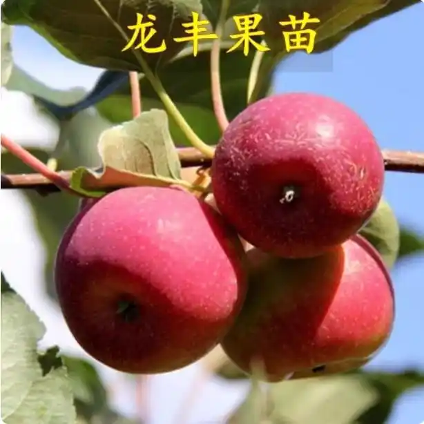 适合北方种植新品种果树