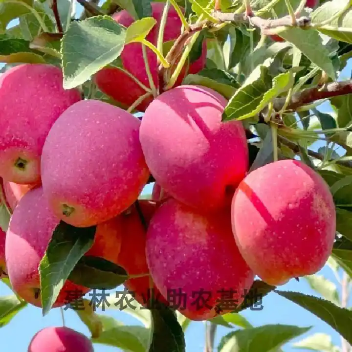 适合北方种植新品种果树