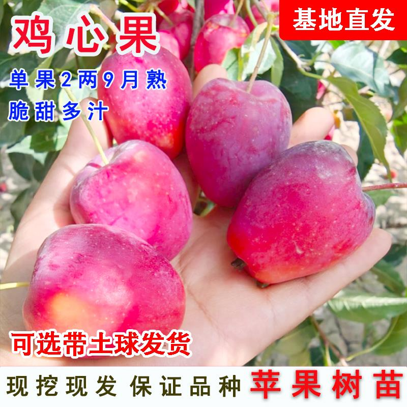 适合北方种植新品种果树