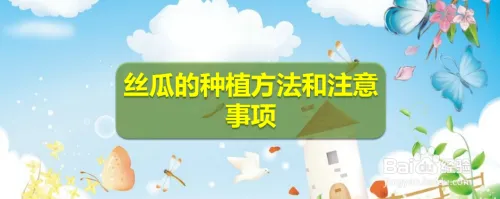 丝瓜种植技术视频