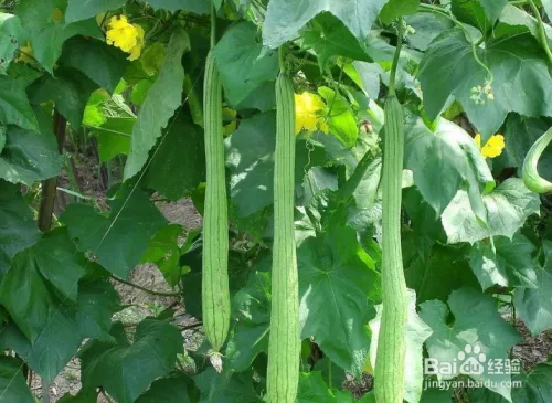 丝瓜种植技术视频