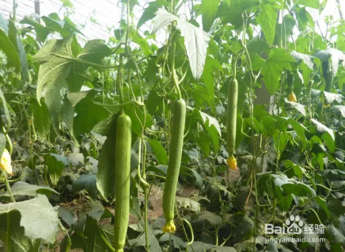 丝瓜种植技术视频