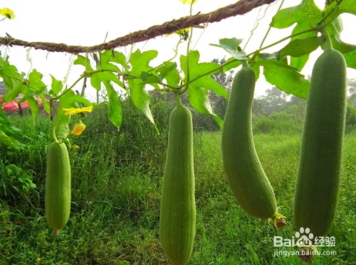 丝瓜种植技术视频