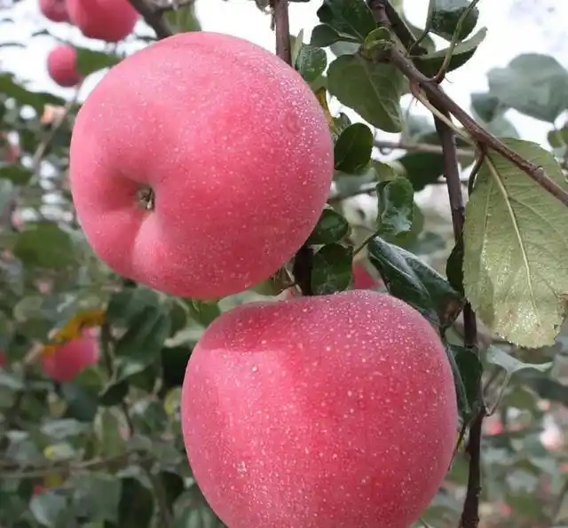 适合北方种植新品种果树