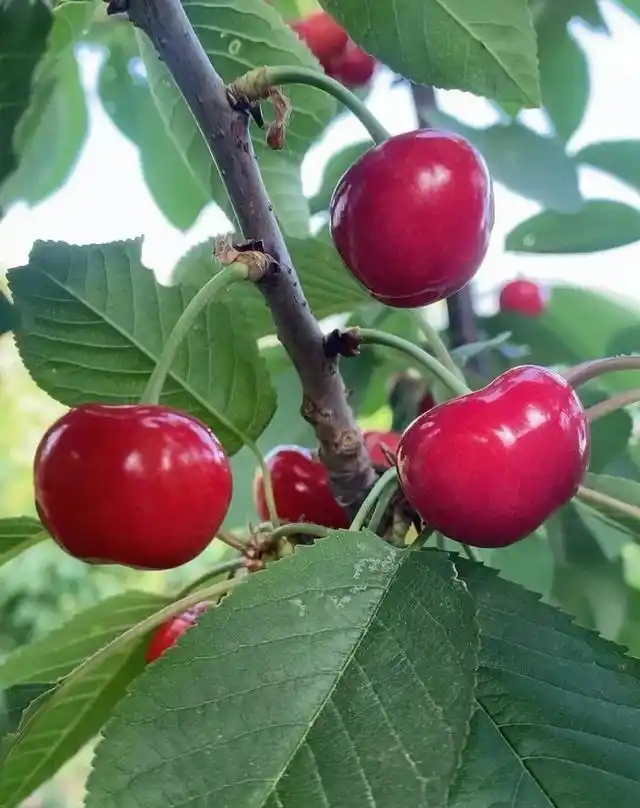 适合北方种植新品种果树