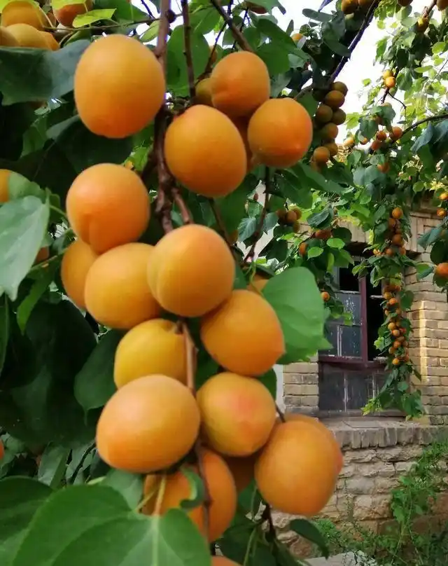 适合北方种植新品种果树