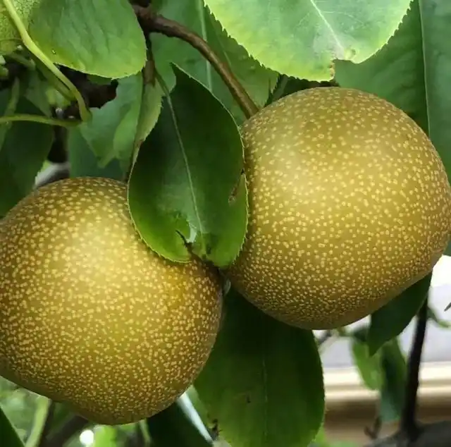 适合北方种植新品种果树