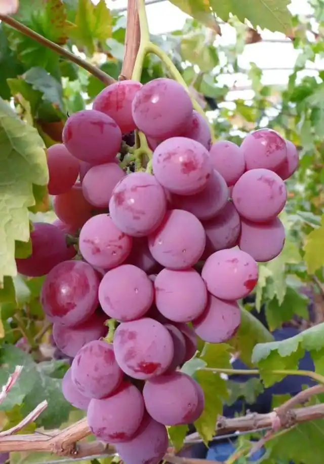 适合北方种植新品种果树