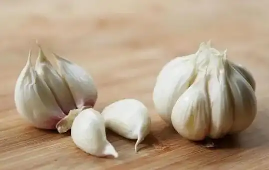 Spring garlic growing technology