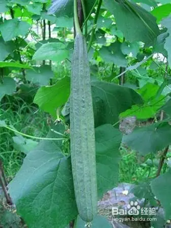 丝瓜种植技术视频