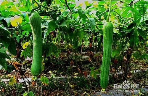 丝瓜种植技术视频