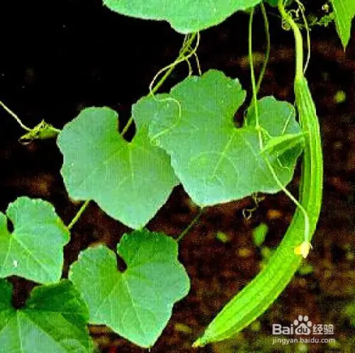 丝瓜种植技术视频