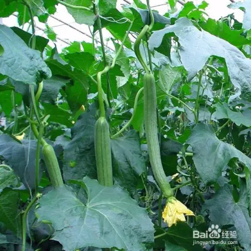 丝瓜种植技术视频