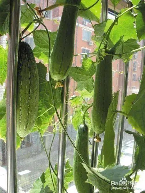 丝瓜种植技术视频