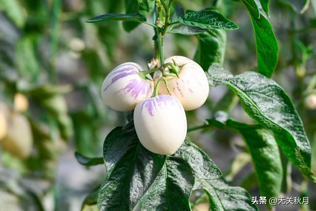 人参果种植技术视频