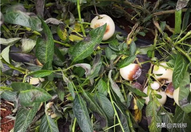 人参果种植技术视频