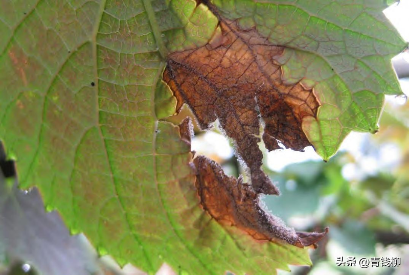 人参果种植技术视频