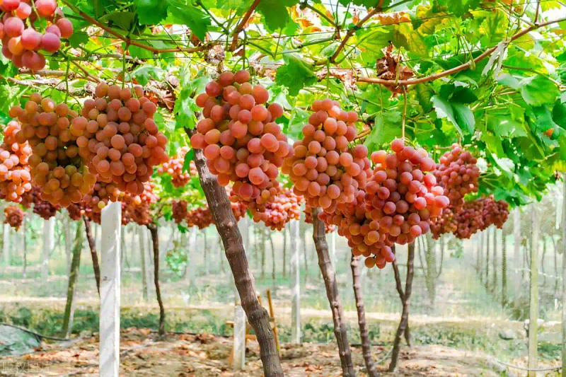 葡萄种植技术与管理
