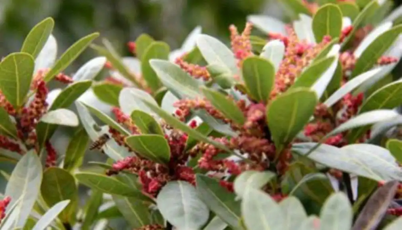 杨梅树的种植方法