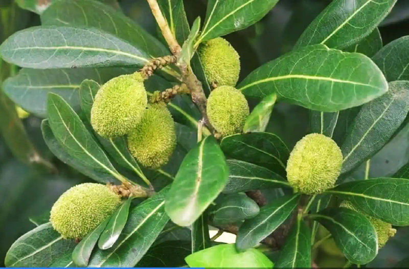 杨梅树的种植技术