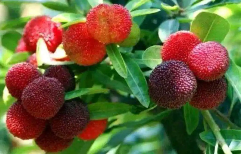 杨梅树的种植技术