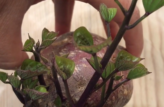 青蒜反季节种植技术