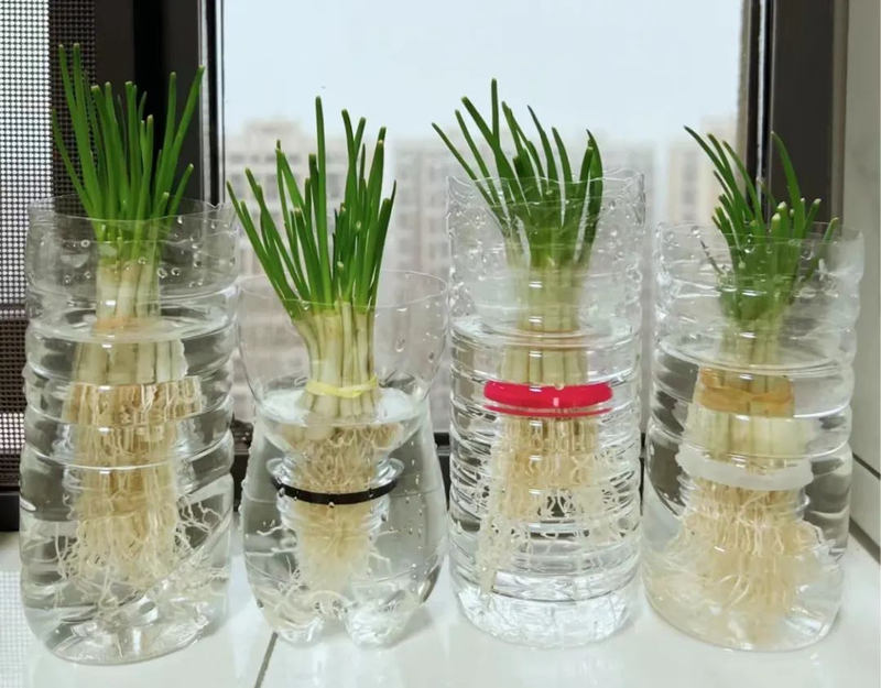 青蒜反季节种植技术