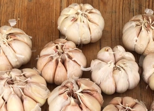 青蒜反季节种植技术