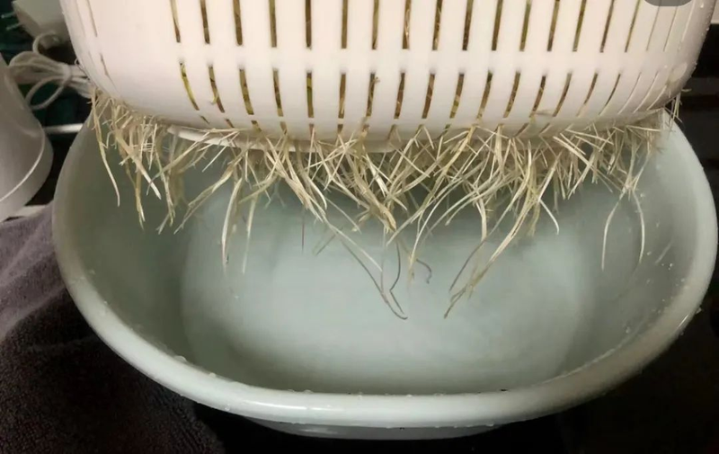 青蒜反季节种植技术