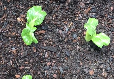 青蒜反季节种植技术