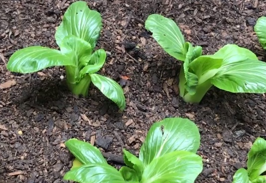 青蒜反季节种植技术