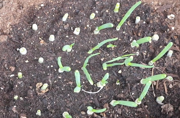 青蒜反季节种植技术