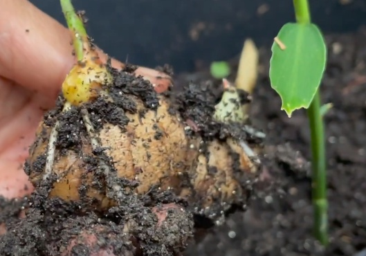 青蒜反季节种植技术