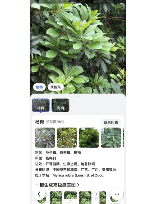 杨梅树的种植技术