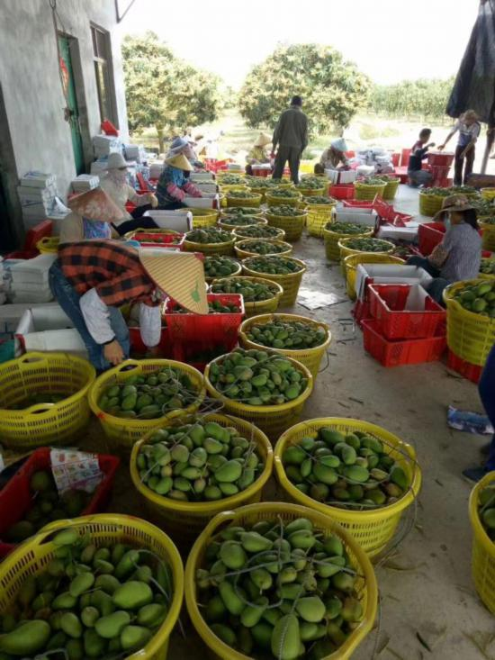 芒果种植技术