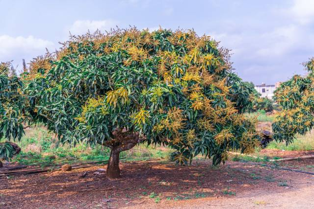 芒果种植技术