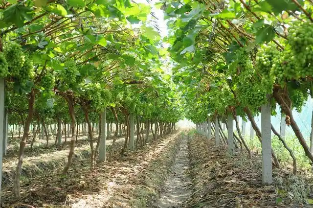 葡萄种植技术与管理