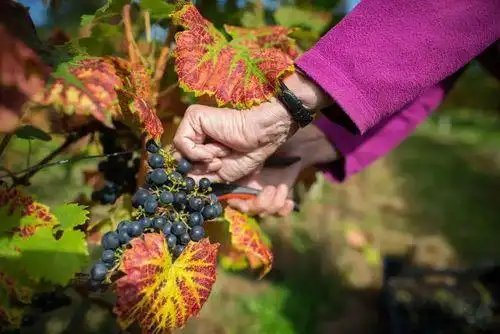 葡萄种植技术与管理