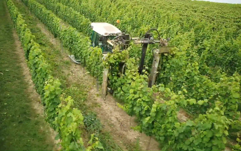 葡萄种植技术与管理