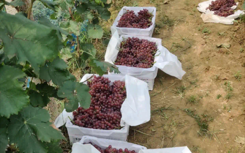 葡萄种植技术与管理