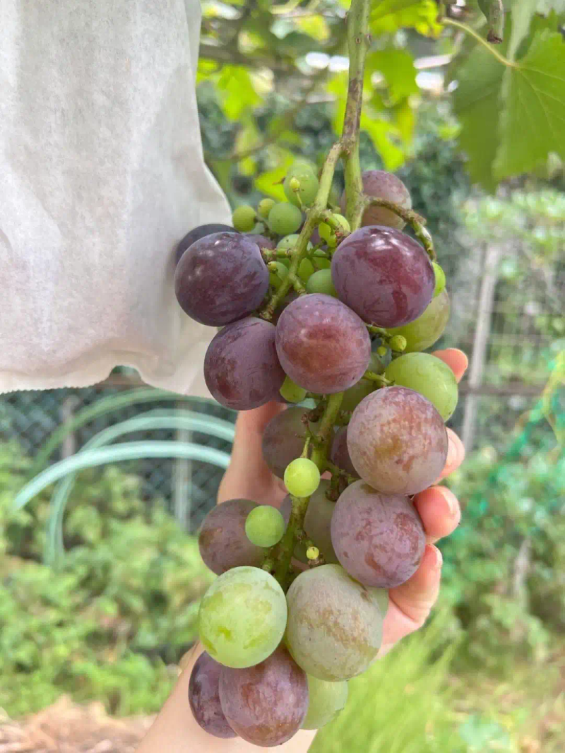 葡萄种植技术与管理