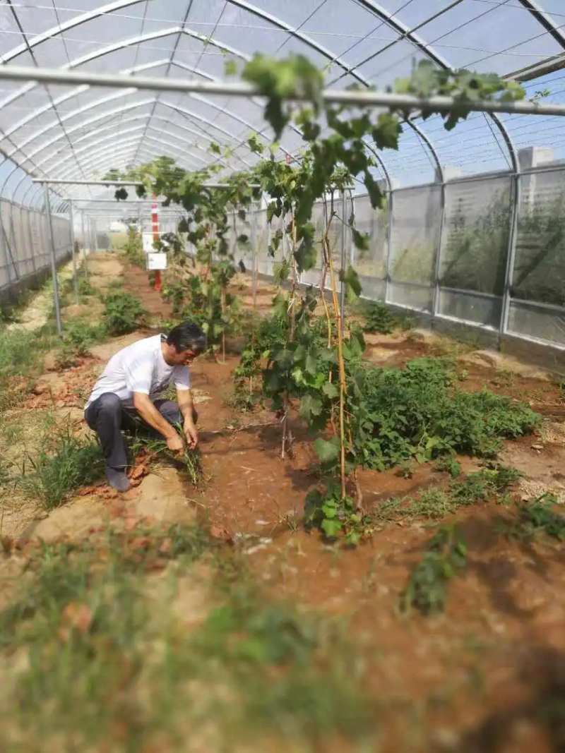 葡萄种植技术与管理
