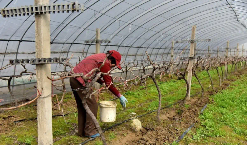 葡萄种植技术与管理