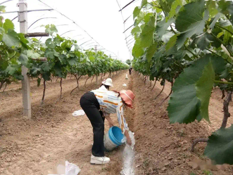 葡萄种植技术与管理